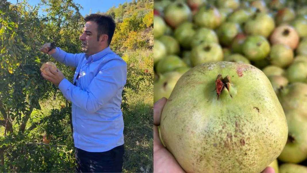 Gazipaşa’da Coğrafi İşaretli Nar Sezonu Bereketiyle Açıldı! 4